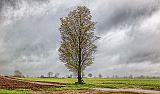 Lone Tree In Rain_00238-9